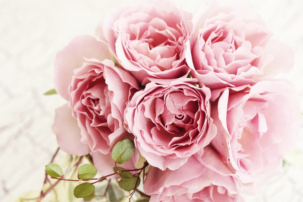 Đẹp như hoa nhờ dưỡng da bằng hoa hồng, hoa cúc 4